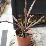 Euphorbia platyclada Hoja