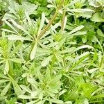 Galium verrucosum पत्ता