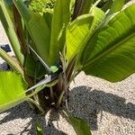 Strelitzia nicolai Λουλούδι
