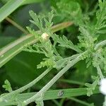 Anthemis ruthenica Feuille