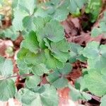 Aquilegia nigricans Leaf