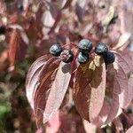 Cornus sanguineaFruit