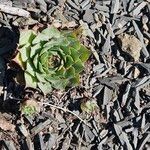 Sempervivum tectorum叶