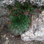 Claytonia megarhiza Hostoa