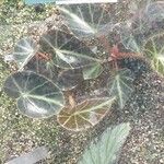 Begonia chingipengii Leaf