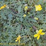 Morisia monanthos Hábito