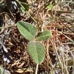 Desmodium scorpiurus Folha