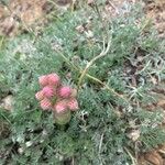 Antennaria rosea