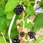 Rubus ulmifolius Fruit