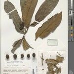 Virola urbaniana Fruto
