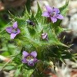 Navarretia hamata