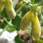 Zygophyllum fabago Fruit