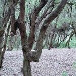 Eucalyptus gomphocephala Bark