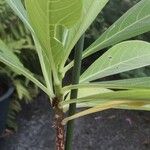 Edgeworthia chrysantha Leaf