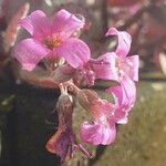 Kalanchoe pumila Blüte