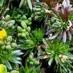 Draba lasiocarpa Hábito