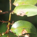 Chiococca alba Leaf