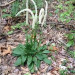 Chamaelirium luteum Flower