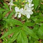 Cardamine heptaphylla ഇല