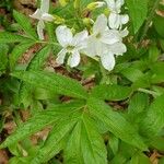 Cardamine heptaphylla Ліст