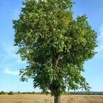 Juglans regia Habitat