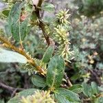 Salix planifolia Flor