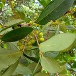 Pera glabrata Plod