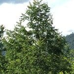 Nothofagus obliqua Hábito