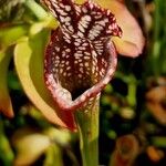 Sarracenia leucophylla 花