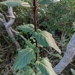 Shepherdia canadensis Leaf