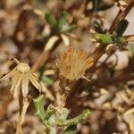 Senecio potosianus Fruit