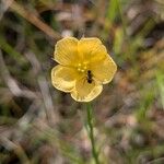 Turnera guianensis