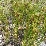 Rhynchospora fusca Feuille