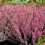 Calluna vulgaris Blüte