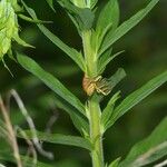 Solidago altissima পাতা