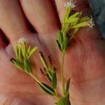 Stevia rebaudiana Blüte