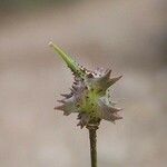 Bunias erucago Fruit