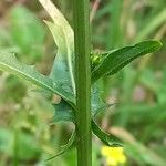 Cichorium endivia ᱮᱴᱟᱜ