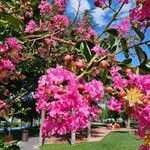 Lagerstroemia indicaFleur