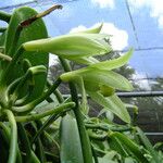 Vanilla planifolia Virág