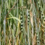 Aegilops ventricosa Mbuma