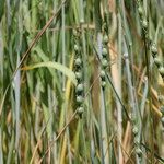 Aegilops ventricosa Fruit