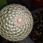 Mammillaria matudae Ліст