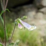 Penstemon hirsutus Λουλούδι