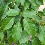 Handroanthus serratifolius برگ