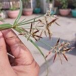 Cyperus rotundus Flower