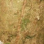 Siparuna decipiens Kabuk