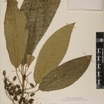 Daphniphyllum himalense Nyingine