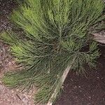 Baccharis sarothroides Hoja