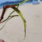 Zostera marina Folha